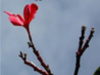 Lelaki Kutunggu Lelakumu